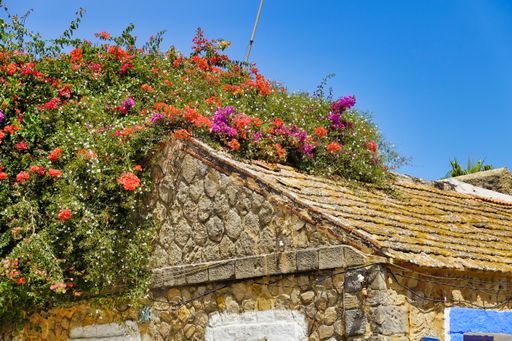 A flowering plants with colorful flowers on an old stone house's roof