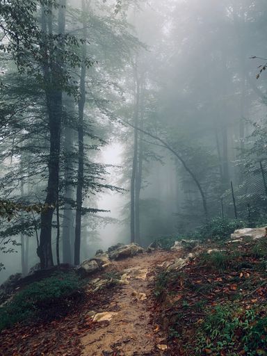 A vertical photo of a rainforest in autumn