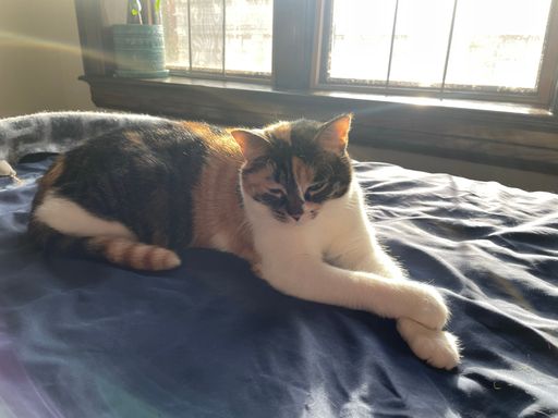 A closeup shot of an adorable calico cat laying on a bed near a sunny window