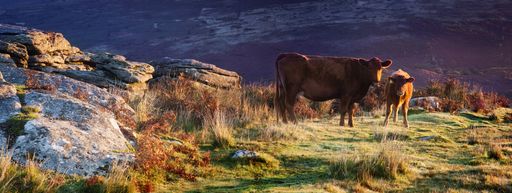 A panoramic shot of cows grazing on Dartmoor, Devon, UK