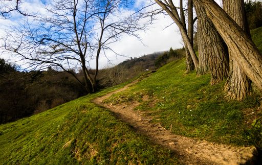 A pathway on the hill in the middle of grassy fields and leafless trees
