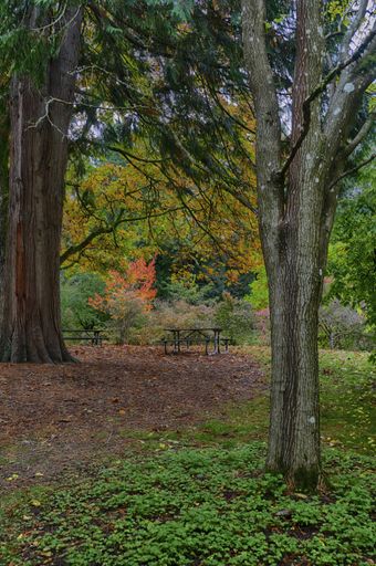 A vertical shot of autumn trees in Seattle arb