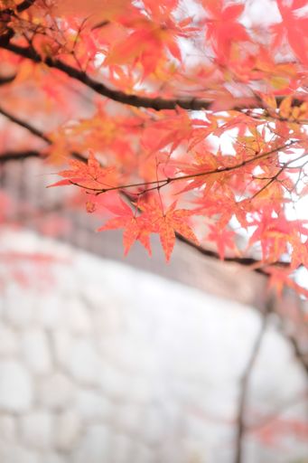 A selective focus of the growing beautiful Japanese red maple tree leaves on the branches in autumn