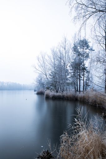 A vertical high angle shot of dry grass and bare trees near the lake covered with fog in winter