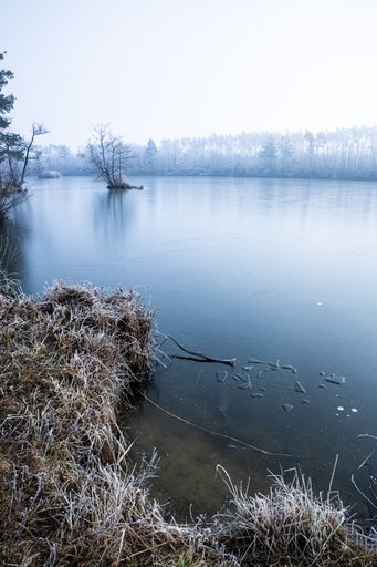 A vertical high angle shot of dry grass and bare trees near the lake covered with fog in winter
