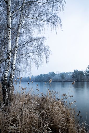 A vertical shot of the trees near the lake on a foggy day in winter