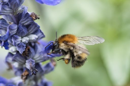 A macro shot of a bee wasp on a flower on a blurry background