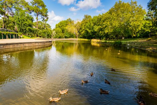 A horizontal shot of the Pasteleira Urban Park in Portugal. Green river with ducks between the trees