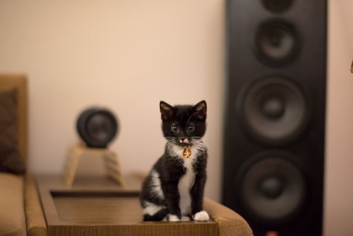 A selective focus shot of a cite black and white kitten sitting on the furniture