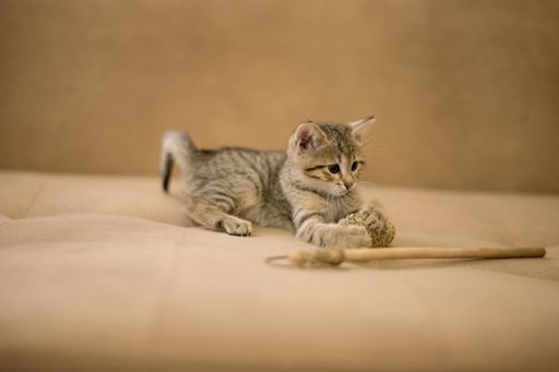 A selective focus shot of a cute little kitten playing with a stick on the sofa