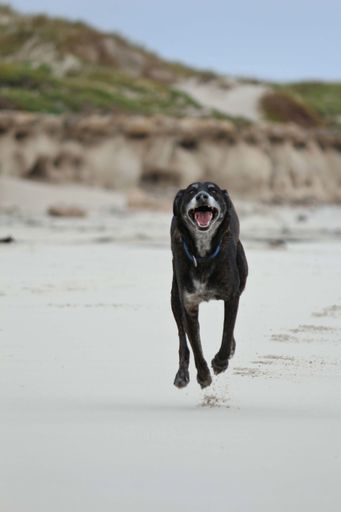 A cheerful dog is running on a sandy beach with its tongue out, enjoying its beautiful surroundings