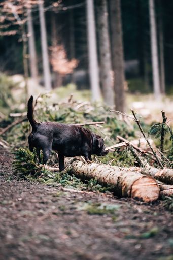A beautiful view of a brown Labrador Retriever in the forest smelling something on the ground