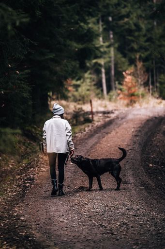 A closeup view of a beautiful dog next to its owner walking on the pathway in the forest