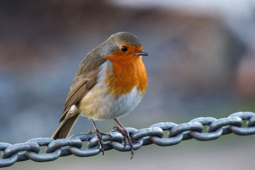 A closeup shot of a robin perched on chain