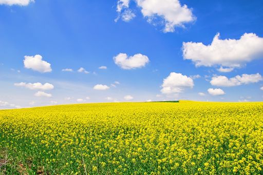 A breathtaking view of rapeseed flowers growing in the field under a cloudy and sunny blue sky