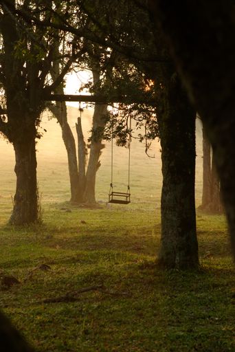A vertical shot of a swing hanging from a tree in the forest