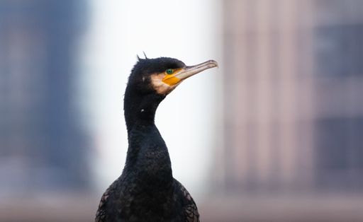 A closeup shot of a cormorant bird on a blurred background