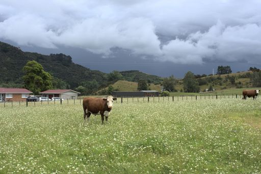 The cattle grazing in a farm