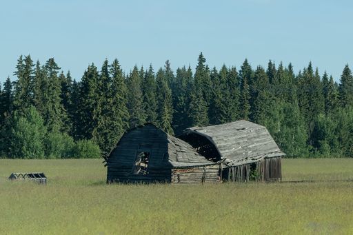 A picturesque rural scene featuring a red barn situated in the center of a lush green field with trees in the background