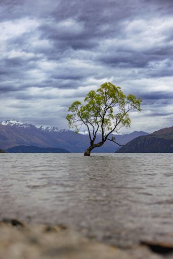 A vertical shot of the Wanaka Tree in the lake with a cloudy sky in the background, Otago, New Zealand