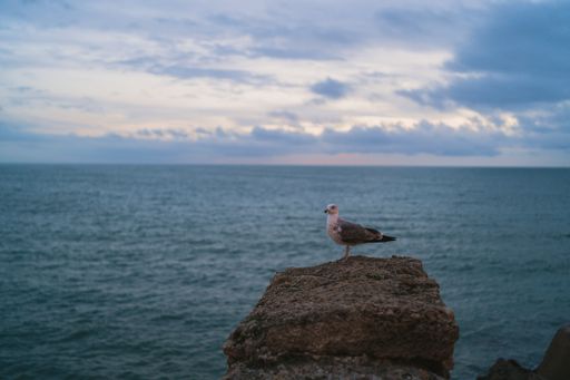A yellow-legged gull standing on a rock against the background of the sea. Larus michahellis.