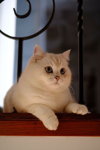 A vertical shot of a White British Shorthair Cat on the floor