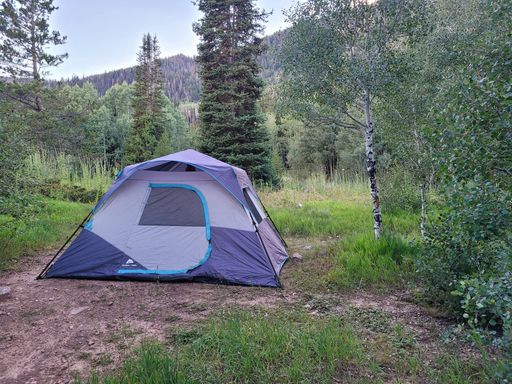 A tent surrounded by trees and bushes in the middle of a forest