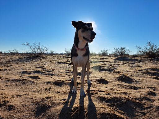 A closeup shot of a dog with the sun shining behind its head