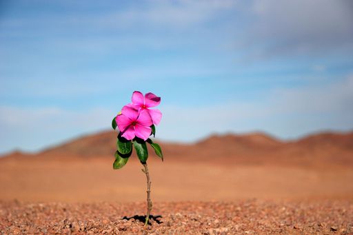 A closeup of blooming small pink flower in desert landscape