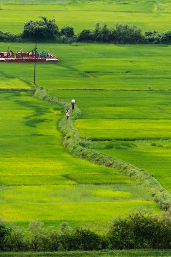 A vertical aerial view of farmers walking through cultivated green agricultural land in Indian village side
