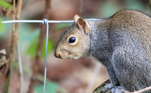 A closeup of a brown squirrel perched on a tree branch