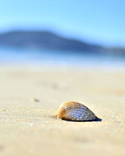 A vertical macro of a seashell on the beach
