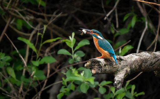 A common kingfisher bird perched on a thin, delicate tree branch in a natural outdoor setting.