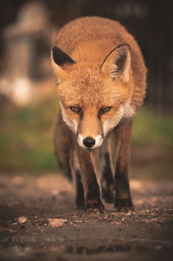A red fox standing in a grassy field with its head bowed.