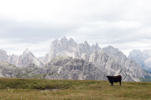 A closeup shot of a beautiful cow grazing near the mountains