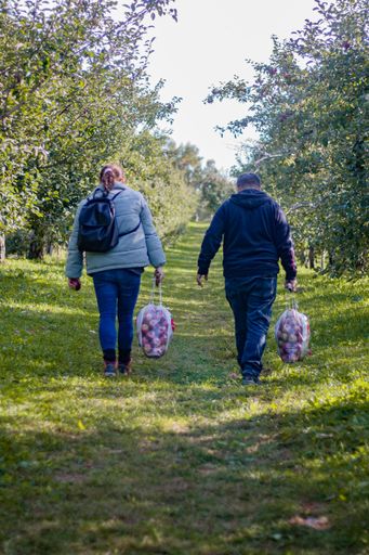 A vertical shot of an adult couple walking in the garden and carrying bags of fresh apples