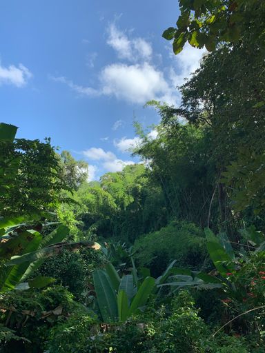 A vibrant, tropical landscape with lush foliage consisting of trees and plants