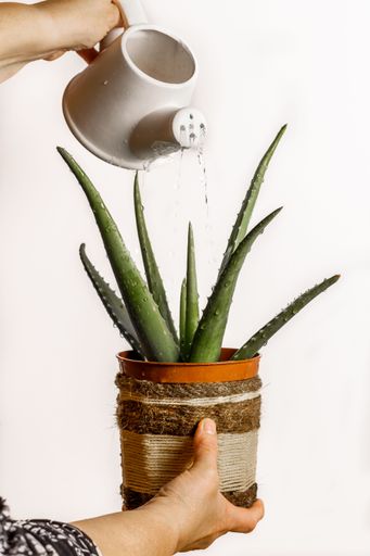 close-up of woman watering a pot with an aloe vera plant on white background