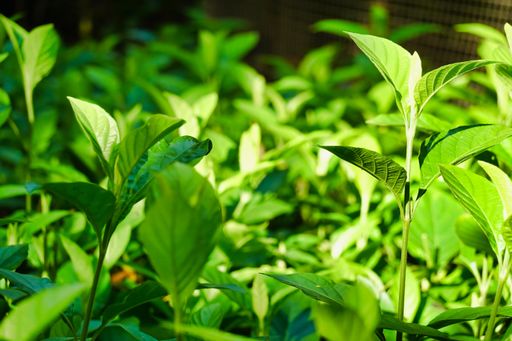 A selective focus shot of fresh green foliage under the sunlight