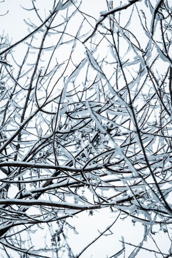A vertical closeup of snow covered tree branches in a magical winter forest during daytime