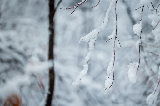 A closeup of snow covered tree branches in a magical winter forest during daytime