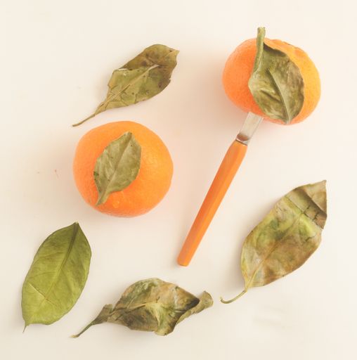 A top view of ripe delicious tangerines with their dry leaves and a knife  on a white surface
