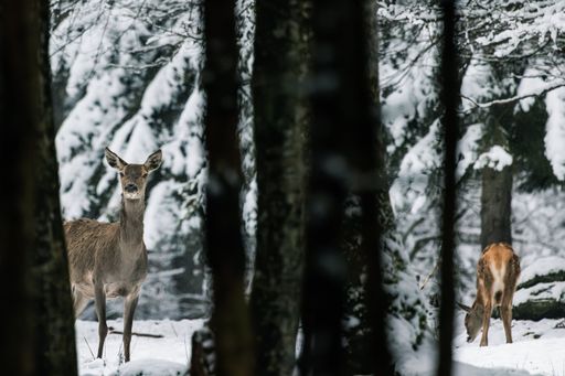 A selective shot of a Red deer (Cervus elaphus) with its fawn in a snowy forest, looking for food among the trees