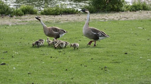 A family of geese strolling through a tranquil meadow with the babies eating grass