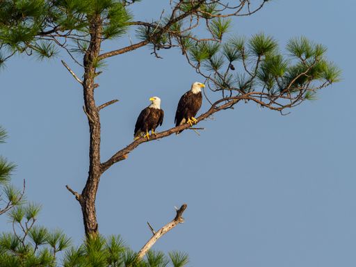 Two majestic bald eagles perched atop a tall pine tree in a pristine natural landscape surrounded by a bright blue sky