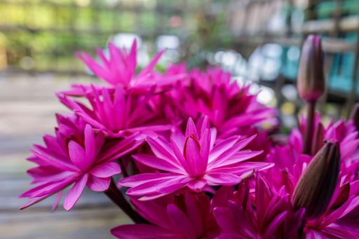 A closeup of pink lily flowers growing in a pot on a wooden porch