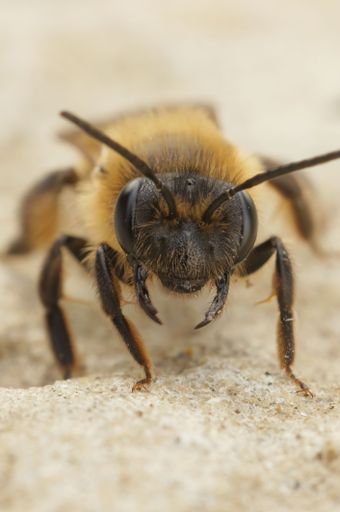 A macro shot of a female Andrena carantonica, a Chocolate mining bee on a sandy ground