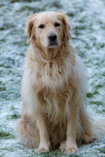 A large golder retriever in a wintery, snow-covered field of lush green grass