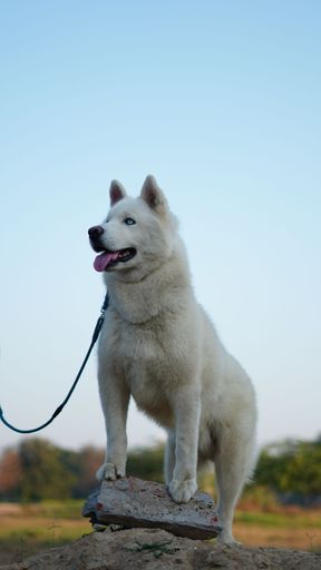 A white husky standing on rock