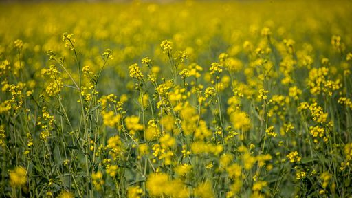 A beautiful view of a field of vibrant yellow flowers, creating an eye-catching visual